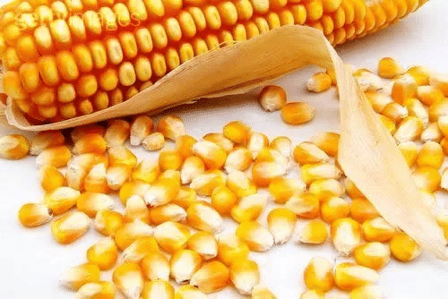 优质玉米种子